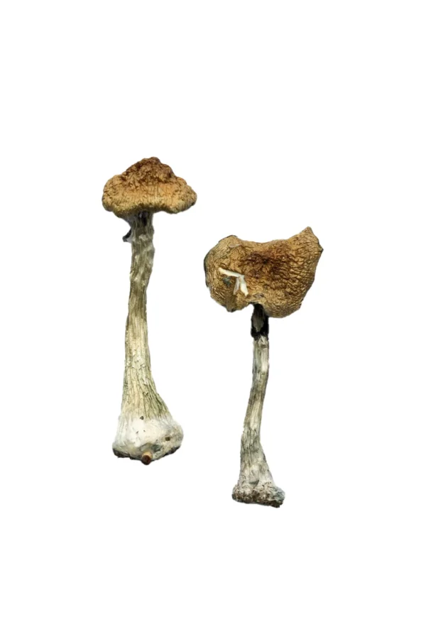 Buy A+ Magic Mushrooms USA, Discreet shipping for A+ Magic Mushrooms, Order A+ mushrooms online, A+ Magic Mushrooms for sale in the USA