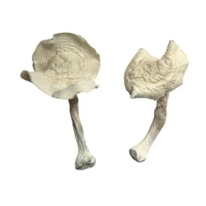 Albino Louisiana for sale in the USA, Discreet shipping and delivery, Buy Albino Louisiana Magic Mushrooms USA, Order Albino Louisiana mushrooms online