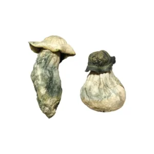 buy Albino Penis Envy Magic Mushrooms, Buy psychedelics online USA, Purchase magic mushrooms USA, Magic mushrooms for sale USA