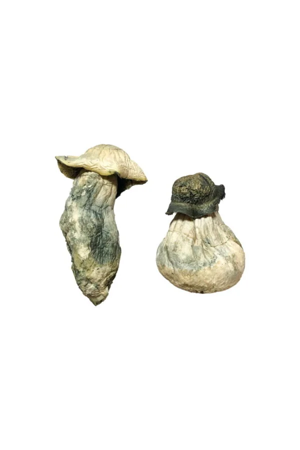 buy Albino Penis Envy Magic Mushrooms