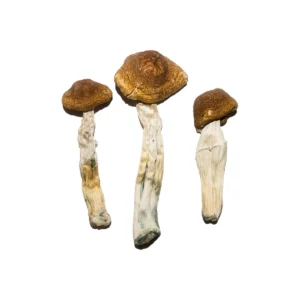 Buy Blue Meanie securely online, Discreet Shipping and Delivery, Buy Blue Meanie Magic Mushrooms USA, Order Blue Meanie mushrooms online