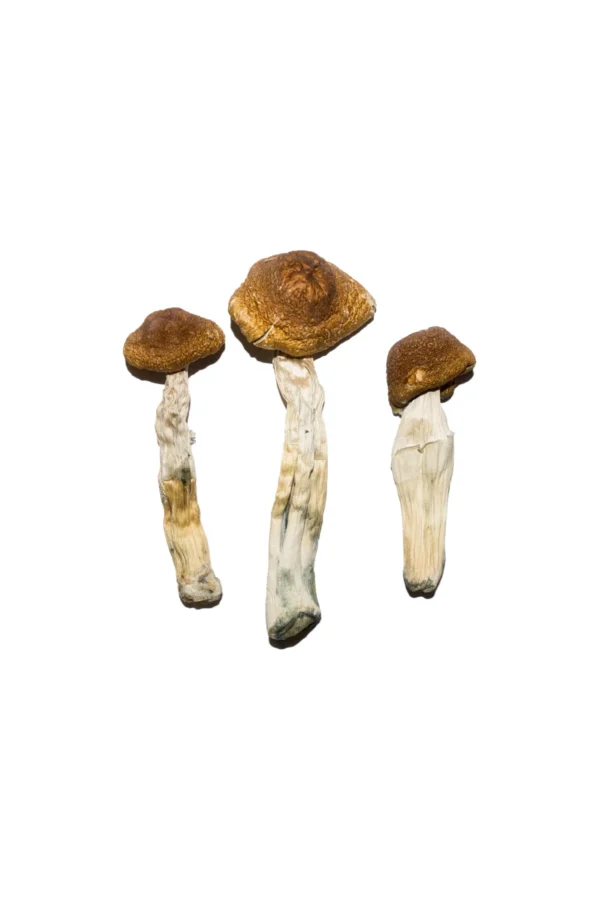 Buy Blue Meanie securely online, Discreet Shipping and Delivery, Buy Blue Meanie Magic Mushrooms USA, Order Blue Meanie mushrooms online