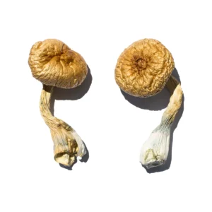 Cambodian Gold for sale in the USA, Buy Cambodian Gold Magic Mushrooms USA, Discreet shipping for Cambodian Gold, Order Cambodian Gold mushrooms online