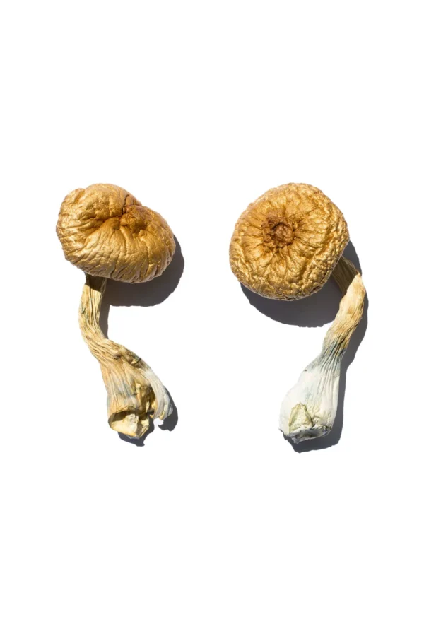 Cambodian Gold for sale in the USA, Buy Cambodian Gold Magic Mushrooms USA, Discreet shipping for Cambodian Gold, Order Cambodian Gold mushrooms online