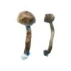 Buy Golden Teacher Mushrooms USA, Order Golden Teacher mushrooms online, Golden Teacher for sale in the USA, Discreet Shipping and Delivery