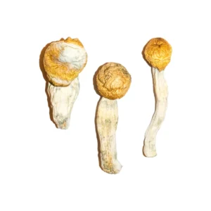 Buy Penis Envy Magic Mushrooms USA, Discreet shipping for Penis Envy mushrooms, Order Penis Envy mushrooms online, Penis Envy for sale in the USA