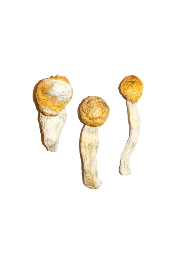 Buy Penis Envy Magic Mushrooms USA, Discreet shipping for Penis Envy mushrooms, Order Penis Envy mushrooms online, Penis Envy for sale in the USA