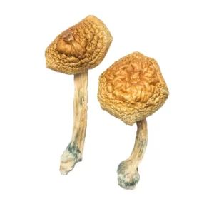 Buy Golden Mammoth Magic Mushrooms USA, Discreet shipping for Golden Mammoth, Order Golden Mammoth mushrooms online, Golden Mammoth for sale in America