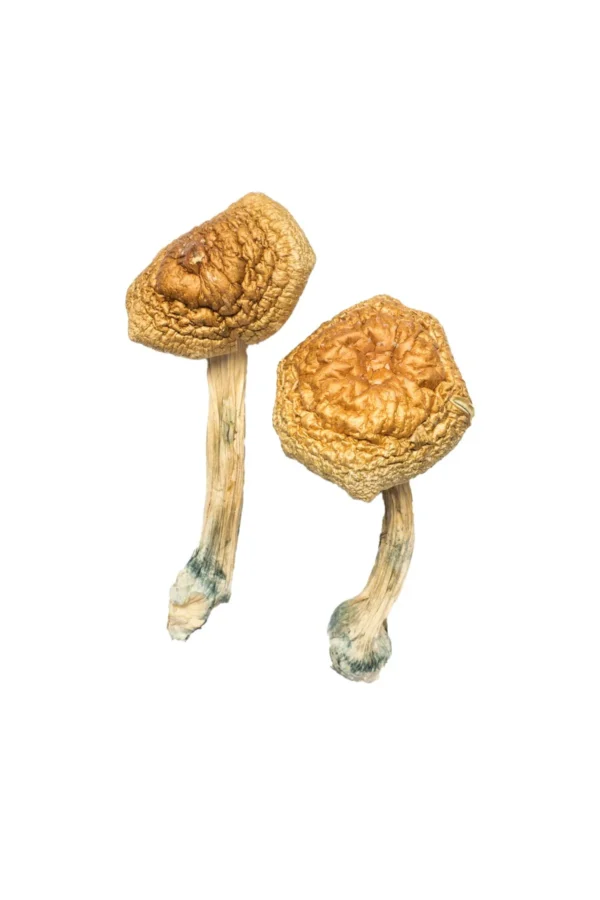 Buy Golden Mammoth Magic Mushrooms USA, Discreet shipping for Golden Mammoth, Order Golden Mammoth mushrooms online, Golden Mammoth for sale in America