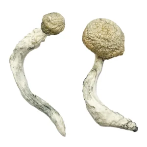 Buy Thrasher Magic Mushrooms USA, Order Thrasher mushrooms online, Discreet Shipping, Thrasher for sale in the USA, Where to buy Thrasher mushrooms