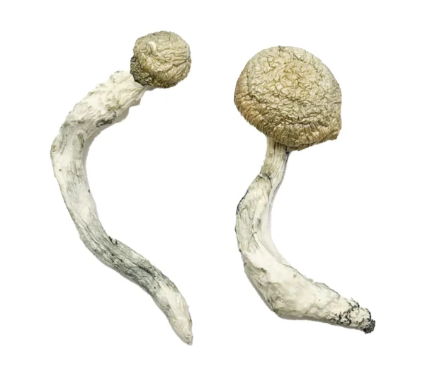 Buy Thrasher Magic Mushrooms USA, Order Thrasher mushrooms online, Discreet Shipping, Thrasher for sale in the USA, Where to buy Thrasher mushrooms